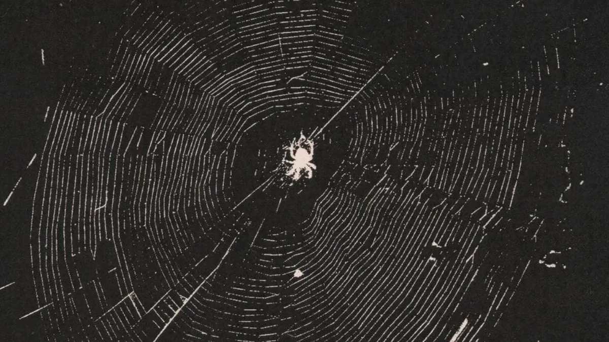 Tigercub – Nets To Catch The Wind | Album Review